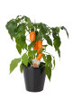 Chili- og peberplanter i 11 cm potte